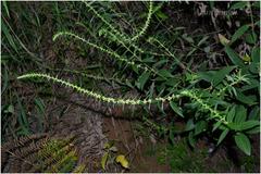 Pouzolzia pentandra